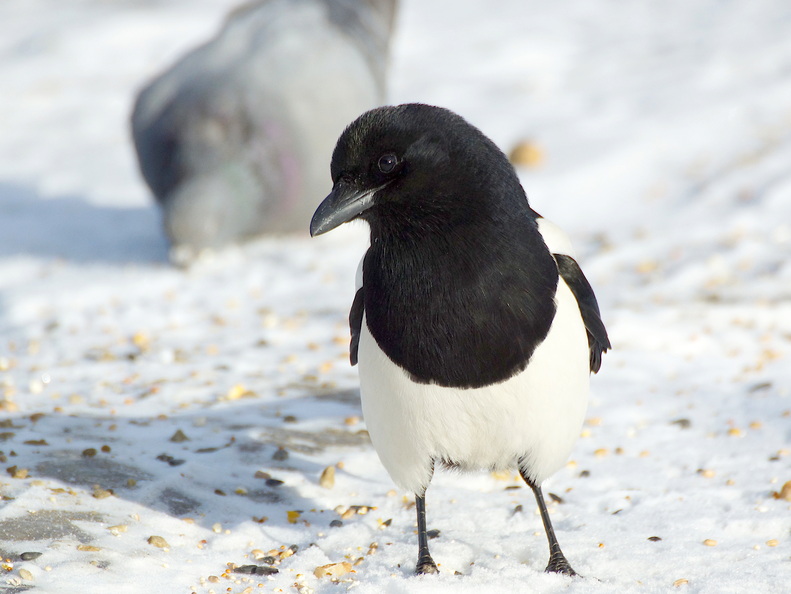Maggie the Magpie looks