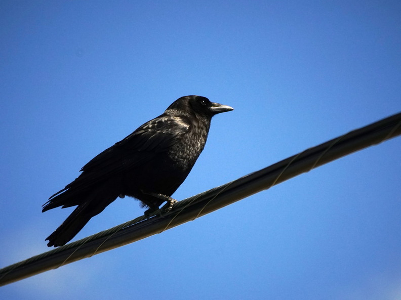 Crow on a line 1